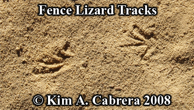 Baby fence lizard tracks in dust. Photo
                    copyright by Kim A. Cabrera 2008.