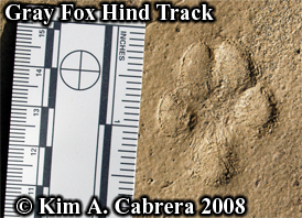 Gray
                      fox hind footprint. Photo copyright by Kim A.
                      Cabrera 2008.