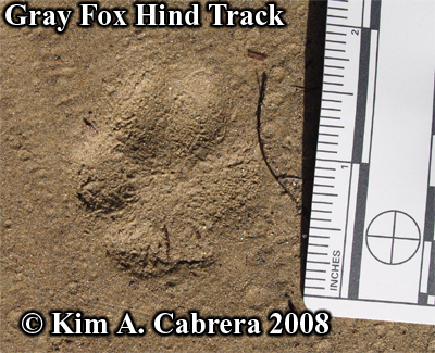Gray fox hind paw print. Photo copyright by
                      Kim A. Cabrera 2008.