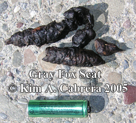 Gray
                      fox scat. Photo copyright Kim A. Cabrera 2005.
