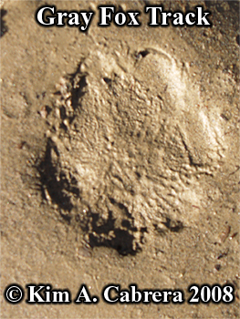 Gray fox
                      track showing fuzziness due to fur. Photo
                      copyright by Kim A. Cabrera 2008.