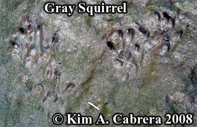 Gray squirrel tracks. Photo copyright by Kim A.
                    Cabrera 2008.