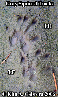 Pair of left gray squirrel tracks. Photo
                    copyright by Kim A. Cabrera 2006.