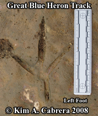 Great
                      blue heron track. Left foot. Photo copyright by
                      Kim A. Cabrera 2008.