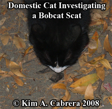 Domestic
                  cat curious about a bobcat scat. Photo copyright by
                  Kim A. Cabrera 2008.