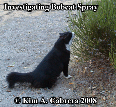 Domestic cat investigating site where bobcat
                  sparyed. Photo copyright by Kim A. Cabrera 2008.