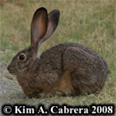 Blacktailed jackrabbit resting. Photo copyright
                    by Kim A. Cabrera 2008.