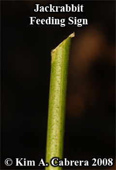 Blacktailed jackrabbit feeding sign on
                    vegetation. Photo copyright Kim A. Cabrera 2008.