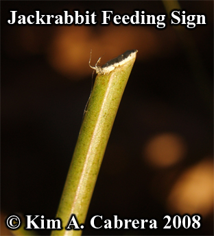 Blacktailed jackrabbit feeding sign on
                    vegetation. Photo copyright Kim A. Cabrera 2008.