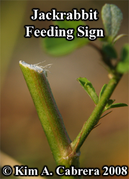 Blacktailed jackrabbit feeding sign on
                    vegetation. Photo copyright Kim A. Cabrera 2008.