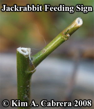 Blacktailed jackrabbit feeding sign on
                    vegetation. Photo copyright Kim A. Cabrera 2008.