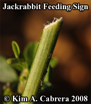 Blacktailed jackrabbit feeding sign on
                    vegetation. Photo copyright Kim A. Cabrera 2008.