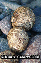 Jackrabbit scat close-up. Photo copyright by
                      Kim A. Cabrera 2008.