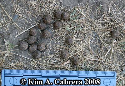 Jackrabbit scat. Photo copyright by Kim A.
                    Cabrera 2008.