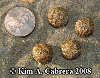 Jackrabbit scats close-up. Photo copyright by
                    Kim A. Cabrera 2008.