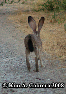 Blacktailed jackrabbit running. Photo copyright
                    by Kim A. Cabrera 2008.