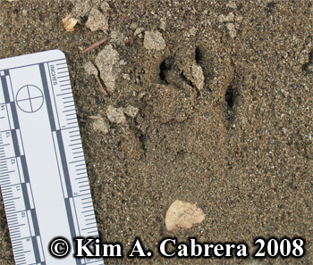 Blacktailed jackrabbit toe prints in sand.
                    Photo copyright Kim A. Cabrera 2008.