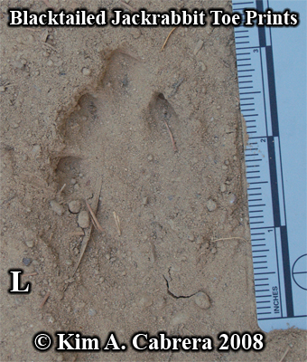 Jackrabbit toe prints. Photo copyright by Kim
                    A. Cabrera 2008.