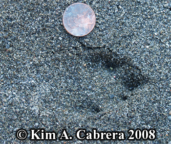 Blacktailed jackrabbit track in sand. Photo
                    copyright Kim A. Cabrera 2008.