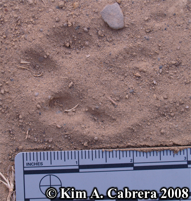Blacktailed jackrabbit track in dust. Photo
                    copyright by Kim A. Cabrera 2008.