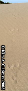 Blacktailed jackrabbit trail on a sand dune.
                    Photo copyright Kim A. Cabrera 2008.