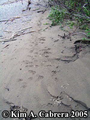 Otter
                    tracks that the mink followed. Photo copyright by
                    Kim A. Cabrera 2005.