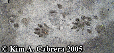 Mink
                    and otter tracks. Photo copyright by Kim A. Cabrera
                    2005.
