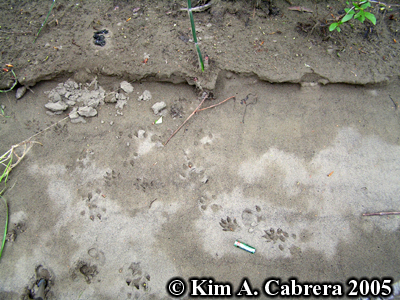 Mink tracks showing where mink investigated
                    otter scat. Photo copyright by Kim A. Cabrera 2005.