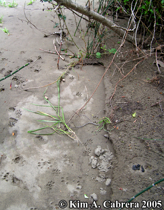 Mink trail showing where mink investigated
                      otter scat. Photo copyright by Kim A. Cabrera
                      2005.