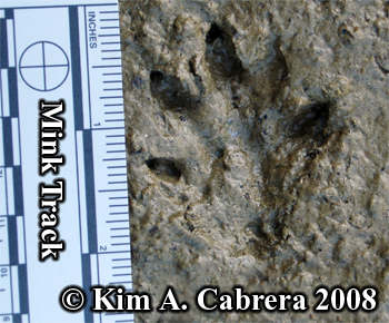 A perfect
                    mink track in mud. Photo copyright Kim A. Cabrera
                    2008.
