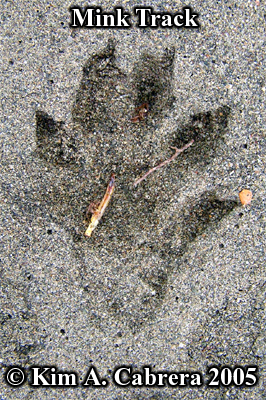 Mink track in
                    sand. Photo copyright by Kim A. Cabrera 2005.