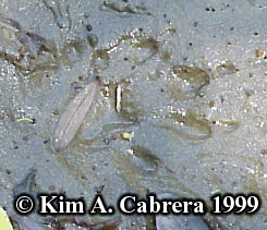 Mink
                      track in mud. Photo copyright by Kim A. Cabrera
                      1999.