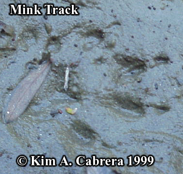 Mink
                      track. Photo copyright Kim A. Cabrera 1999.