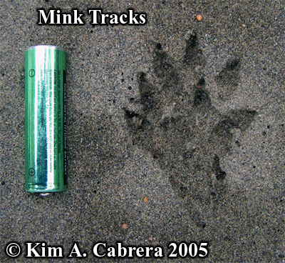 Mink tracks
                    in sand. Photo copyright by Kim A. Cabrera 2005.