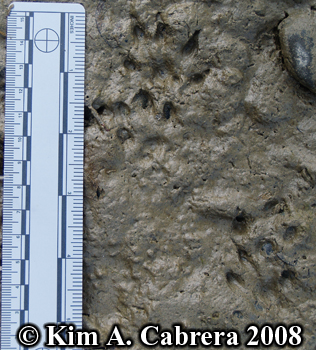 Mink
                    tracks in mud. Photo copyright Kim A. Cabrera 2008.