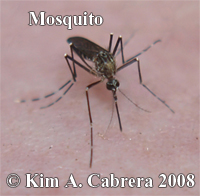 Mosquito. Photo copyright by Kim A. Cabrera
                    2008.
