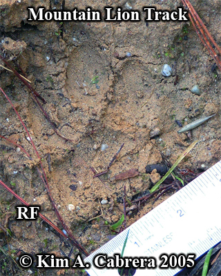 Mountain lion track found in mud. Photo copyright
                  by Kim A. Cabrera 2005.