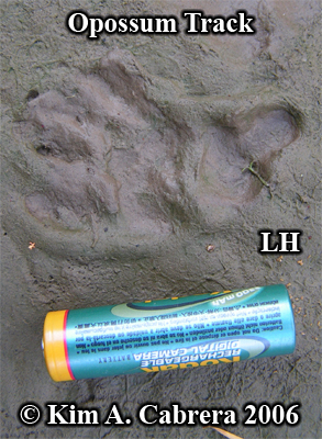 Opossm track. Left hind paw. Photo copyright
                      by Kim A. Cabrera 2006.
