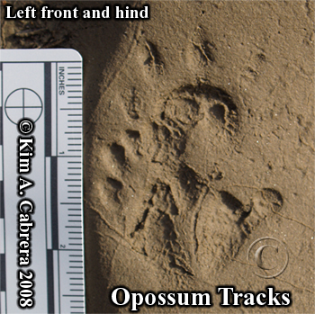 Left front and hind tracks of an opossum.
                        Photo copyright by Kim A. Cabrera 2008.