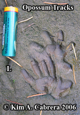 Opossm
                      tracks in mud. Left feet. Photo copyright by Kim
                      A. Cabrera 2006.