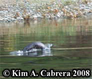 River otter. Photo copyright Kim A. Cabrera
                      2008.