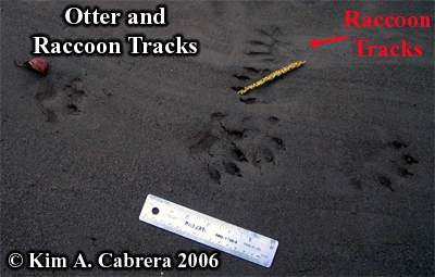 River otter tracks and raccoon footprints.
                      Photo copyright Kim A. Cabrera 2006.