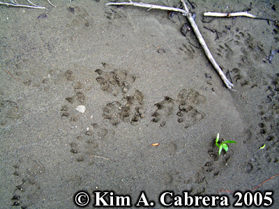 Lots of River otter tracks. Photo copyright
                      Kim A. Cabrera 2005.