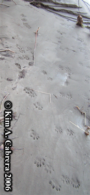 River otter and raccoon tracks. Photo
                      copyright Kim A. Cabrera 2006.
