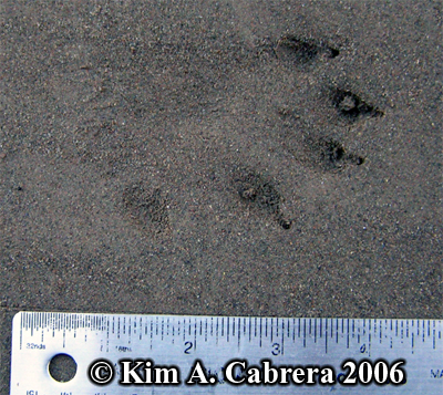 River
                      otter track. Photo copyright Kim A. Cabrera 2006.