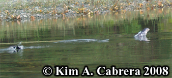 River
                      otters. Photo copyright Kim A. Cabrera 2008.