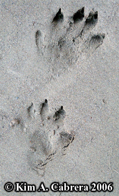 River
                      otter tracks. Photo copyright Kim A. Cabrera
                      2006.