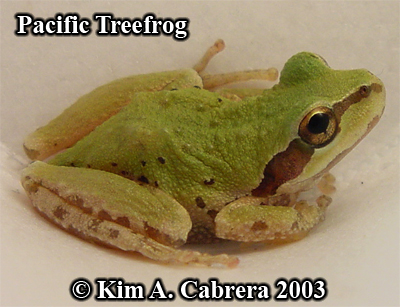 Pacific treefrog being relocated. Photo
                    copyright by Kim A. Cabrera 2003.