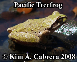  Treefrog or chorus frog? The problem with common
                  names. Photo copyright by Kim A. Cabrera 2008.