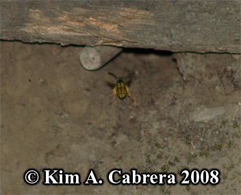 Paper wasp entering underground nest. Photo
                    copyright by Kim A. Cabrera 2008.